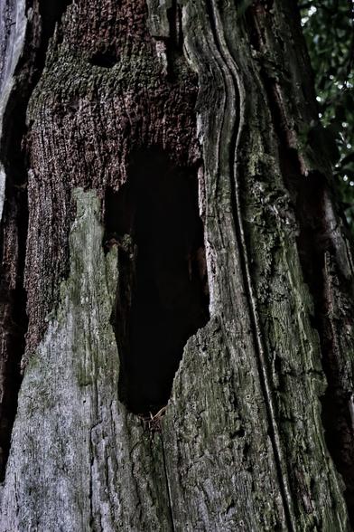 A close-up photograph of a tree trunk in a forest, its rugged bark covered in moss and lichen. The trunk features a jagged, hollow opening that resembles the face of a one-eyed, screaming monster, adding an eerie, imaginative quality to the natural scene. The surrounding foliage and dim lighting enhance the mysterious atmosphere of the woodland.