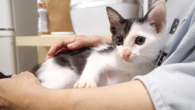 ママの抱っこにご機嫌な表情になる子猫【赤ちゃん猫　保護猫】