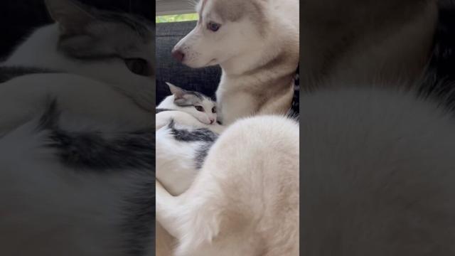 容赦ない猫 #シベリアンハスキー #ハスキー #猫