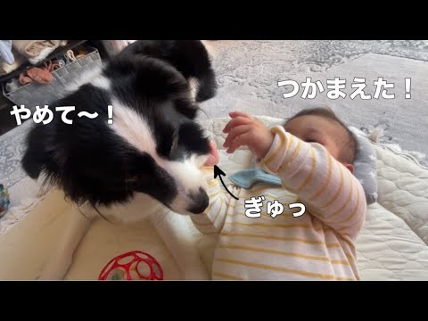 赤ちゃんに掴まれて動揺するも怒らない、優しいボーダーコリーに感動