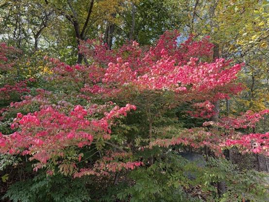 A bush with three bunches of red leaves