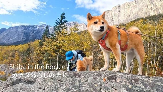 気の向くままに柴犬とカナダの森を探検したら発見がたくさんありました [4K]