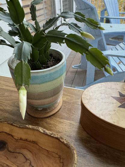 Perhaps a white small cactus in a horizontal blue-striped small pot sits on a wooden plant table next to a window in a sunroom.  It's getting quite cool in the room for these guys, time to bring them indoors soon.  This is the one which hasn't actually opened yet, looking forward to seeing the actual color.