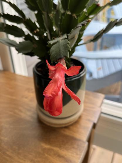 A real red cactus blossom on a healthy-looking small plant, which is sitting on the end of the same plant table.