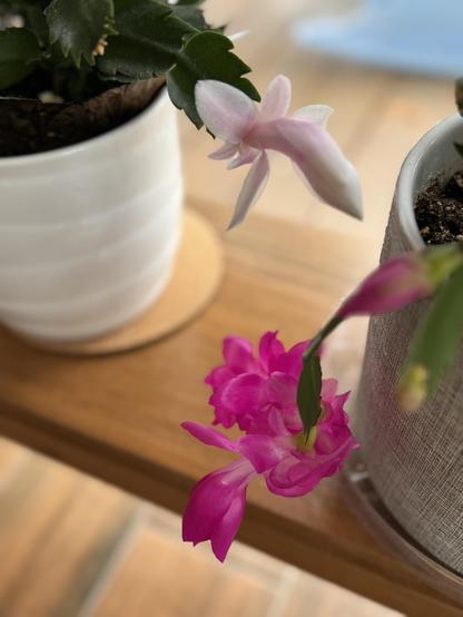 Two other cacti sit next to each other, the one on the right with an incredibly long, ruffled, fuchsia bloom trailing down and the one on the left with a barely pink/white blossom.