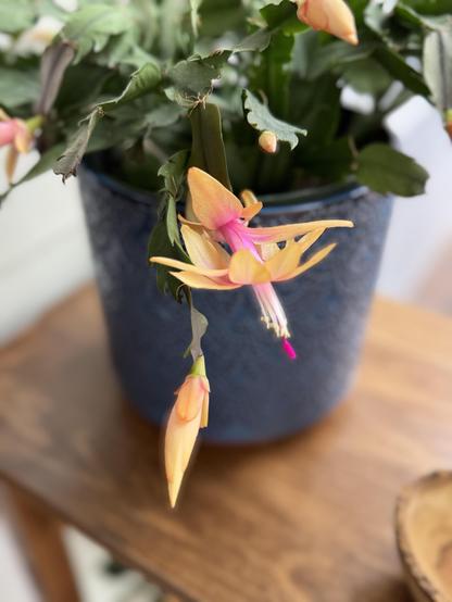 This is a different sort of blossom, with a rather orange looking petal and a fuchsia interior.  I don't remember it looking like this last year.  This one is called "Limelight Dancer"  Mine will never look like the stock pictures but am thrilled they all seem happy enough this year to flower.
