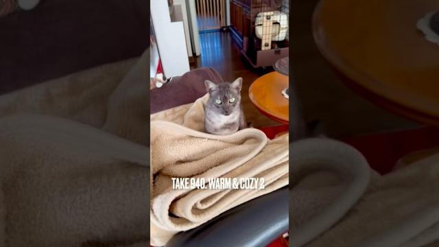 #今日はこんな気分 #猫あるある #ぬくだまるねこ #青森県の猫 #egyptianmaucat #エジプシャンマウ #エジプシャンマウスモーク #shorts