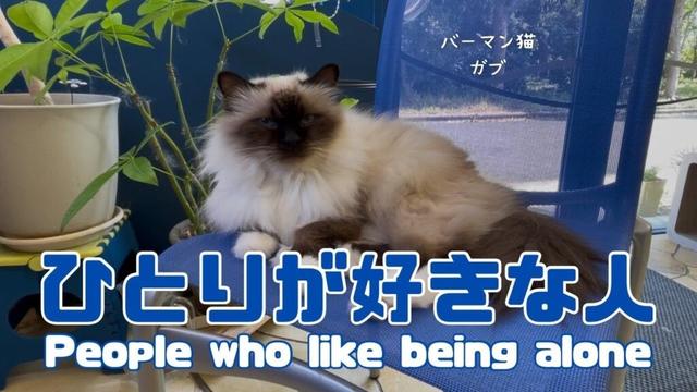 バーマン猫ガブとラフ【ひとりが好きな人】People who like being alone（バーマン猫）Birman/Cat