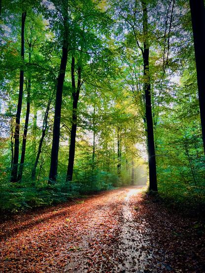 A sun-drenched forest path covered in brown autumn leaves leads into a dense forest with tall trees on both sides, their canopies filled with bright green leaves. A beam of sunlight illuminates the path ahead, creating a bright, misty glow in the distance and casting long shadows from the trees onto the leaf-covered ground.