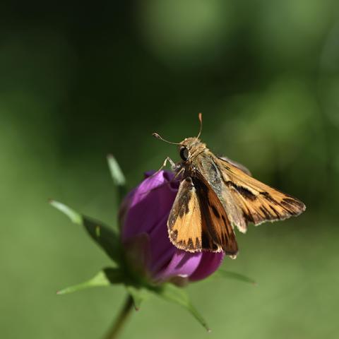 A close-up of a fiery skipper butterfly resting on a pink flower bud, with green foliage in the background. The butterfly has orange and brown wings.