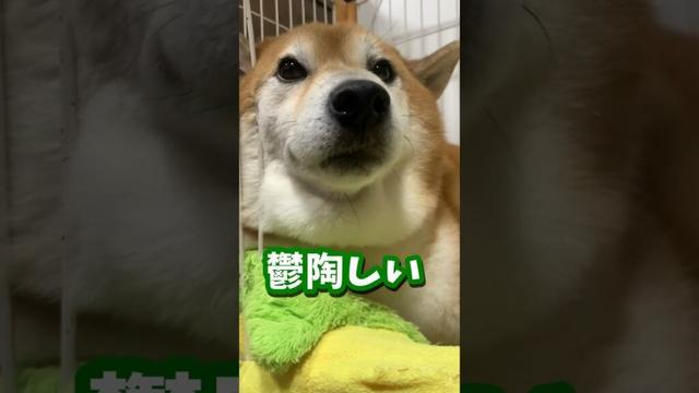 同じ柴犬でこうも違う事ってある？？ #shibadog #柴犬 #sibainu  #犬のいる生活 #shorts