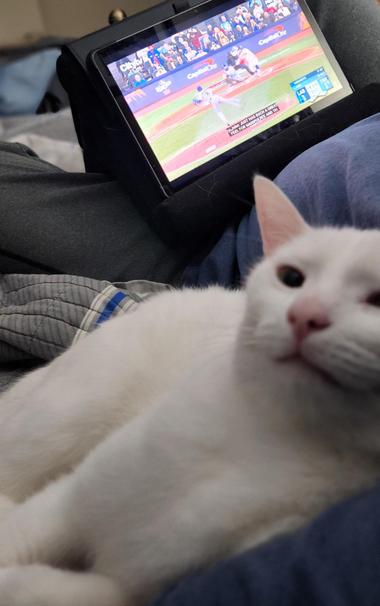 Casper, the all white cat, is curled up against my side, looking up at the camera above my left shoulder. In the background, propped up in my lap, is a tablet playing the Blue Jays game.