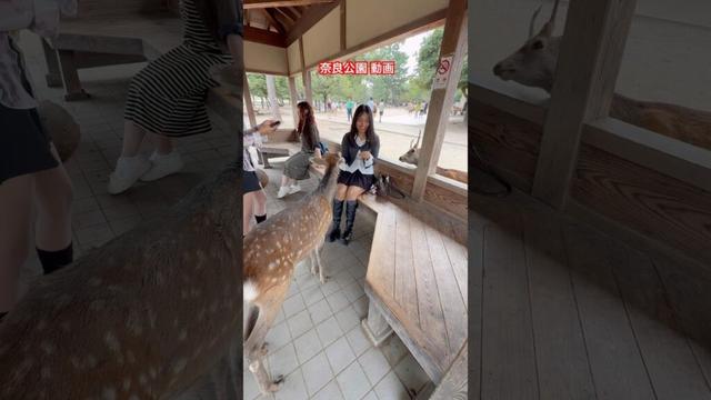 礼儀正しい赤ちゃん鹿がおじぎ🦌🍘 | モデル女子との優しい奈良のひととき💖