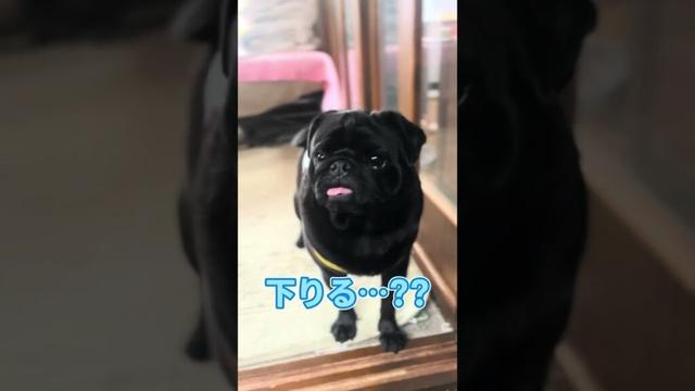 【葛藤するパグ】置いていかれるのは嫌。でも部屋からは出たくない。そのワケは !?　#shorts