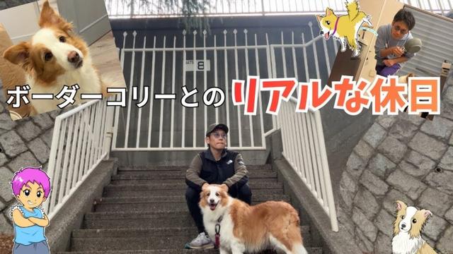 ボーダーコリーとの1日はこんな感じ！リアルな休日を紹介！