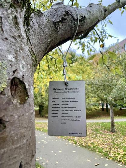 Apfelbaum mit Schild mit Beschriftung
Kulturapfel Gravensteiner