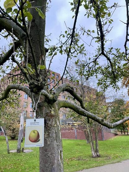 Apfelbaum mit Schild mit Bild vom Kulturapfel Elstar