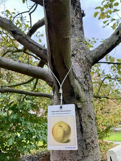 Apfelbaum mit Schild mit Bild vom Kulturapfel Gravensteiner