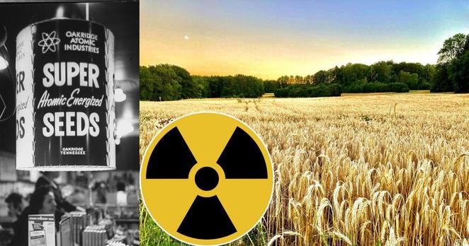 Links ist ein schwarz-weiß Foto eines Reklameschildes für “Super Atomic Energized Seeds”. Rechts ein Gerstenfeld mit Gefahrensymbol für nukleare Strahlung.