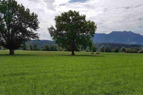 Bei Kräuterwanderungen im Herbst lernt man viel über altes Heilwissen.