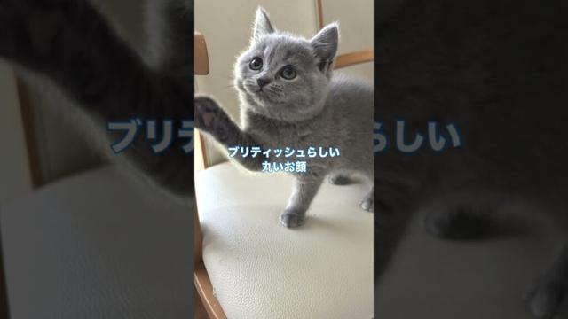 シャルトリューとブリティッシュショートヘアの子猫 #ブリティッシュショートヘア #シャルトリュー  #猫好き