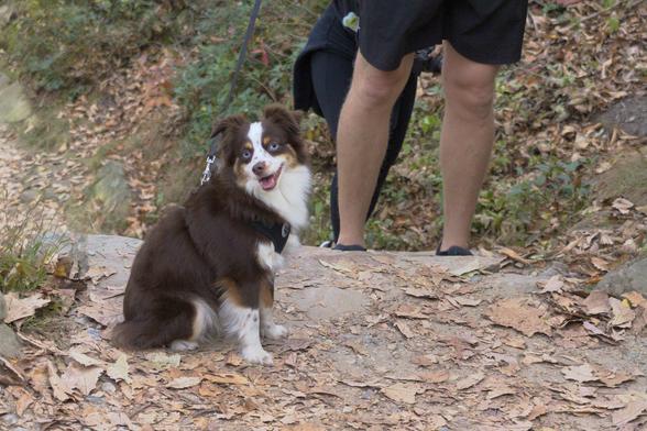 a random doggo!