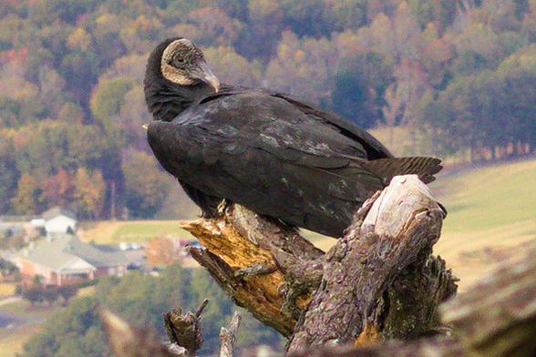 a turkey buzzard