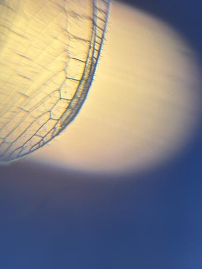 A spot of light on a part of the wing of Chrysoperla carnea s.l. before a blue background.