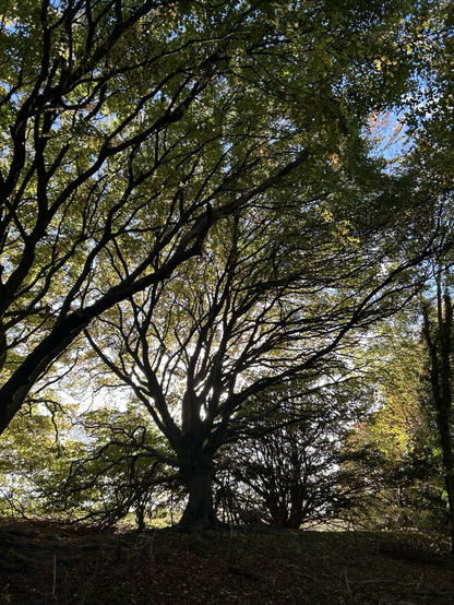 Sunlight filtering through ancient woodland. Green leaves beginning to turn and dark branches silhouetted.