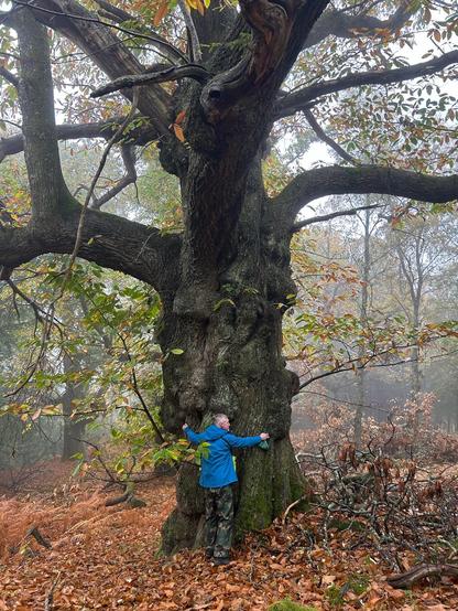 A person in a blue jacket hugs a large, gnarled tree in a foggy forest setting, surrounded by fallen leaves and autumn foliage.