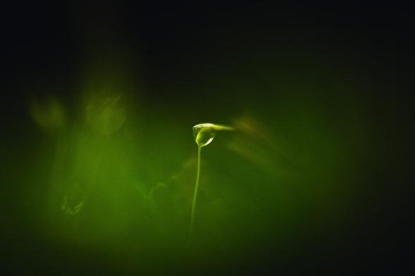 A macro photograph of a sporophyte of some moss, possibly haircap. The tip of the sporophyte is covered by a drop of water.

The rest of the photograph is an abstract blur of green from the surrounding moss and dark areas around the edges from the shadow background beyond.