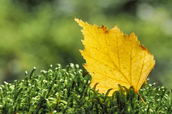 Ein einzelnes, goldenes Herbstblatt ruht auf frischem, grünem Moos. Das Licht lässt die Blattadern leuchten, während der Hintergrund in sanftem Grün verschwimmt.