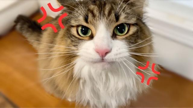 普段は穏やかな猫がまさかのネコパンチ炸裂！暴れまくる様子がこちらです