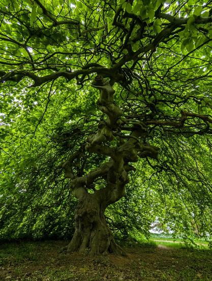 This image showcases a majestic, old tree standing prominently in a lush, green forest. The tree’s thick, gnarled trunk twists and turns, displaying a lifetime of growth and resilience. Its expansive canopy spreads wide, filled with vibrant green leaves that create a dense, natural umbrella. The branches stretch out in intricate patterns, casting dappled shadows on the forest floor below. The surrounding area is carpeted with a mix of green foliage and earthy brown soil, adding to the serene and timeless atmosphere of the scene. The image captures the grandeur and tranquillity of nature, highlighting the tree as a symbol of strength and endurance.