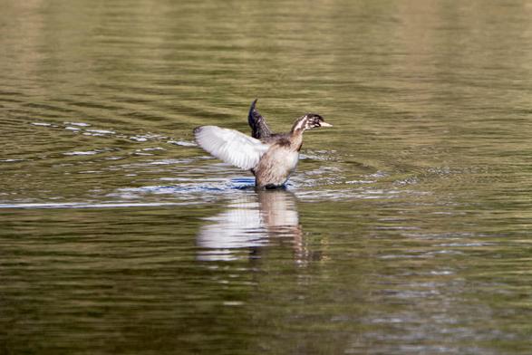 Young Little Grebe