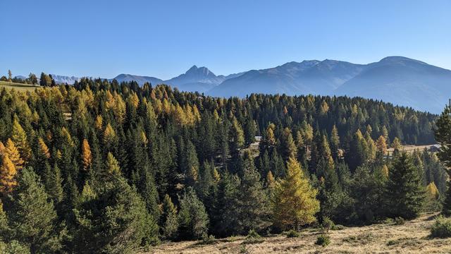 Landscape of vibrant autumn forests with varying shades of green and yellow trees, set against a backdrop of majestic mountains under a clear blue sky.