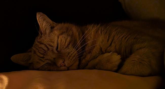 Colin, an orange cat, is sleeping on a pink pillow. His face is mushed into the pillow and he looks very peaceful.