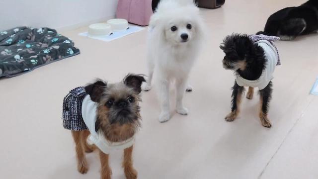 シュッとしたポメラニアンとグリフォン兄妹たち　🐶ひみつきちなう！②🐶  2025年10月26日