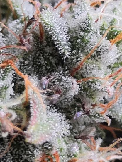 Die drei Fotos zeigen Nahaufnahmen einer Pflanze mit dichter, feiner Oberflächenstruktur.
Die Oberfläche ist von unzähligen kleinen, glitzernden Tröpfchen oder Kügelchen überzogen, die wie winzige Kristalle oder Perlen wirken und einen leicht frostigen Eindruck erzeugen. Zwischen den feinen Strukturen verlaufen viele dünne, fadenartige Elemente in einem kräftigen Orange bis Rostrot. Diese winden sich unregelmäßig über das dichte Gewebe.
Die Grundfarbe der Pflanze reicht von einem satten Grün bis zu einem leicht gräulich-grünen Ton, der durch die dichte, kristallartige Schicht teilweise überdeckt wird. In einigen Bereichen zeigen sich auch violettliche Reflexe. Das Ganze wirkt kompakt, vielschichtig und detailreich, fast wie ein mikroskopisches oder makrofotografisches Motiv mit starker Textur und Farbkontrasten.