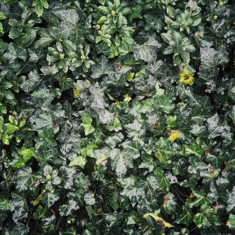 Wet, green leaves fill the frame under a rainy sky.