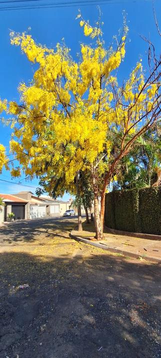 Chuva-de-ouro ou Cássia-Imperial (Cássia Fístula) no Jardim São Bento, Uberaba (MG). #primavera #spring #uberaba #mg #minasgerais #chuvadeouro #cassiaimperial #flowers #flores
