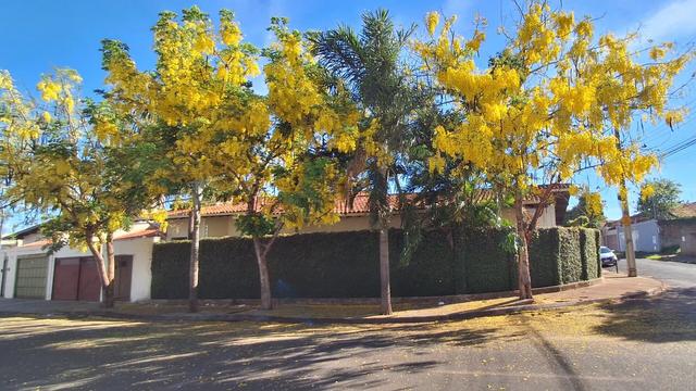 Chuva-de-ouro ou Cássia-Imperial (Cássia Fístula) no Jardim São Bento, Uberaba (MG). #primavera #spring #uberaba #mg #minasgerais #chuvadeouro #cassiaimperial #flowers #flores