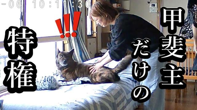 背中は許してもお腹は許さん！飼い主以外にはお腹を見せない忠誠心の塊な甲斐犬 【えりこちゃん再来！】#甲斐犬 #柴犬　#dog