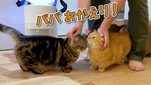 帰りが遅いパパを待ちわびていた愛猫のお出迎えが可愛すぎる！