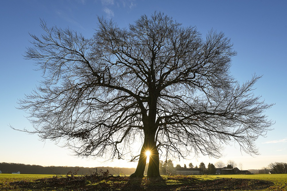 Die Sonne scheint durch zwei ineinander gewachsene Buchen