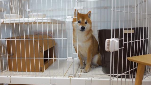 柴犬、猫に憧れ‥こうなる。