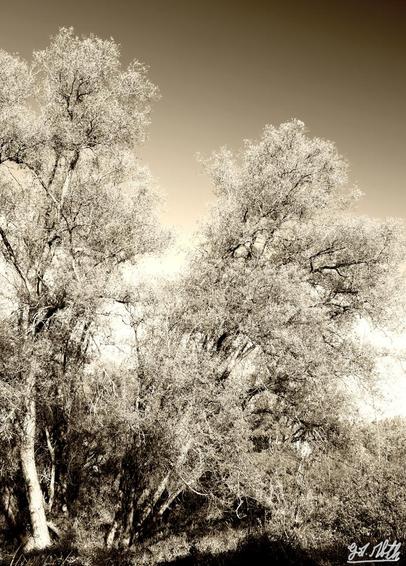 Grand saule blanc en automne (version sepia)
Large white willow tree in autumn (sepia version)