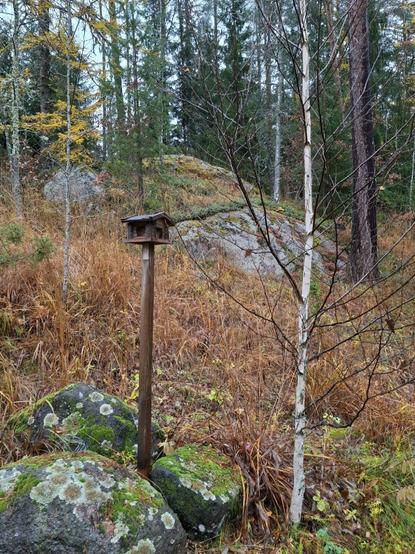 Mökin näköinen lintulauta kolmen kiven väliin laitetun puutolpan päässä. Vieressä pieni lehdetön koivu. Taustalla syksyisen väriseksi muuttunutta heinää, kalliota sekä metsänreunaa.