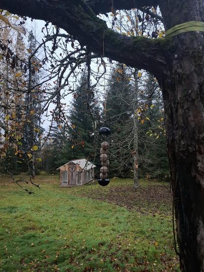 Vanhan omenapuun paksulla oksalla roikkuu musta talimakkarasyötinlaite. Taustalla metsän reunassa puunvärinen kierrätysmateriaaleista rakennettu, vielä hieman keskeneräinen kasvihuone.