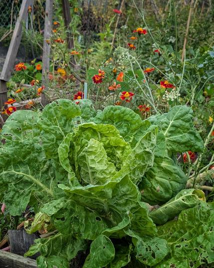 Der hübsche Butterkohl und dahinter blühen Tagetes und Wilde Möhre